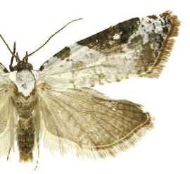   Chileulia stalactitis 
