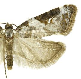   Chileulia stalactitis 
