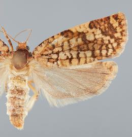   C .  retiniana. ©  John W. Brown. Image used with permission.
