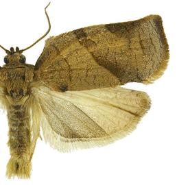   C .  rosaceana 
