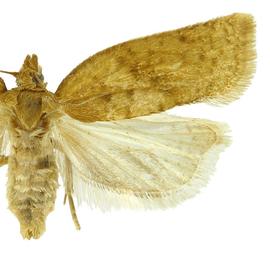  Female

