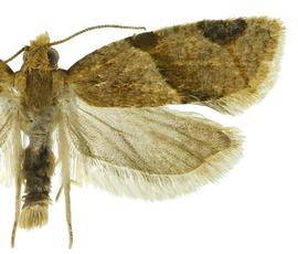  Male
