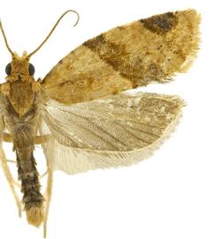  Male

