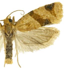  Male
