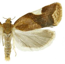  Male
