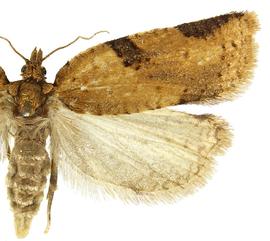  Female
