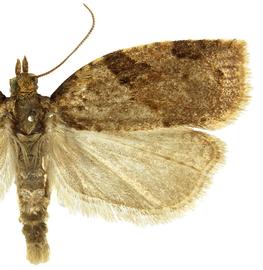  Male
