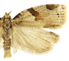  Male
