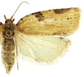  Female
