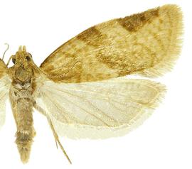  Male
