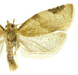  Male

