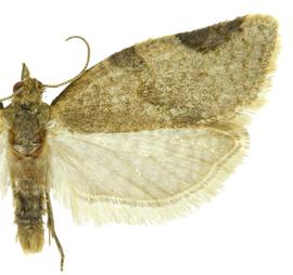  Male
