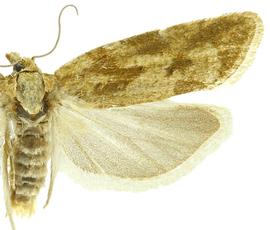  Female
