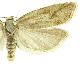   Cnephasia   longana 
