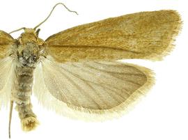  Male
