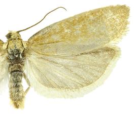  Male
