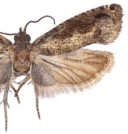   C .  aporema 
