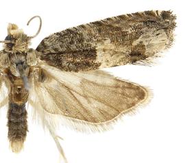   C .  plebejana 
