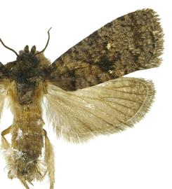  Male
