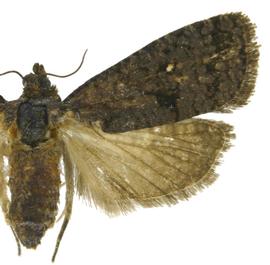  Female
