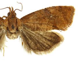   Cryptophlebia illepida 
