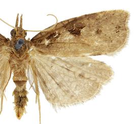   Ctenopseustis obliquana 
