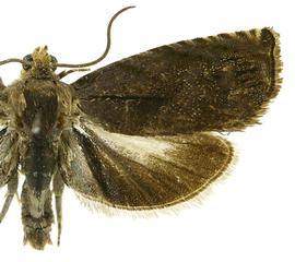  Male
