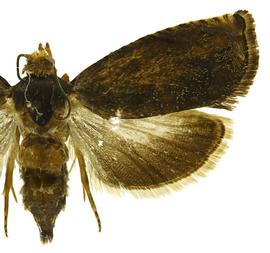  Female
