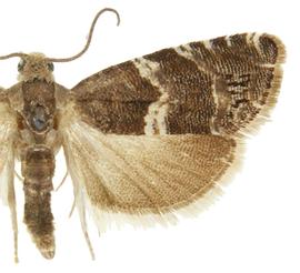   Cydia coniferana 
