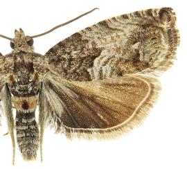  Male
