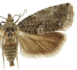  Female
