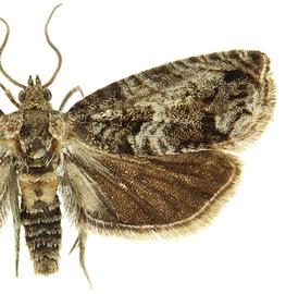  Male
