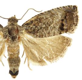  Male

