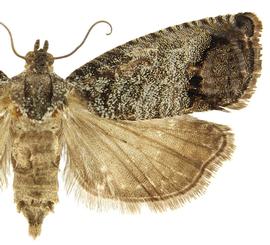  Female

