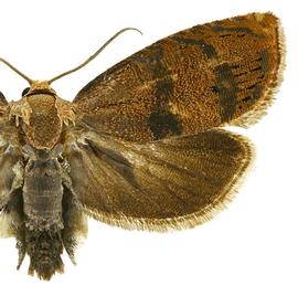   Cydia latiferreana 

