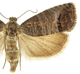  Female
