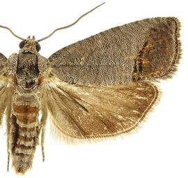  Male
