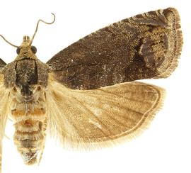  Female
