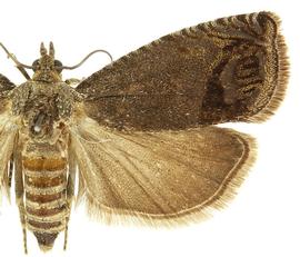  Female
