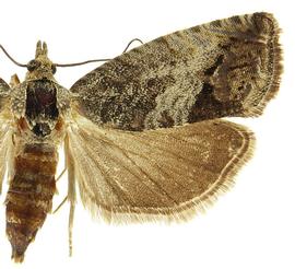  Female
