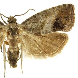  Male
