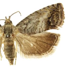  Female
