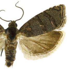   C .  toreuta  male
