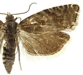  Female
