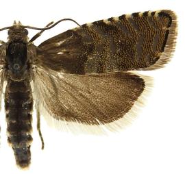  Female

