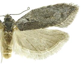  Female
