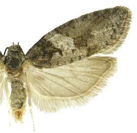  Male
