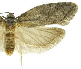   Decodes fragariana 
