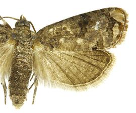  Female
