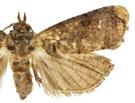  Male
